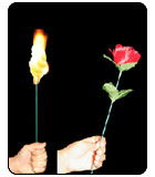 Torch to Rose by Tora