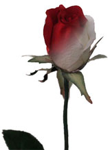 Ulti-Rose, Single Color Changing Rose by David Evangelista